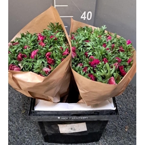 Anem Rainbow Flashy Rosa