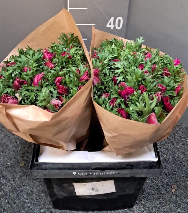 <h4>Anem Rainbow Flashy Rosa</h4>