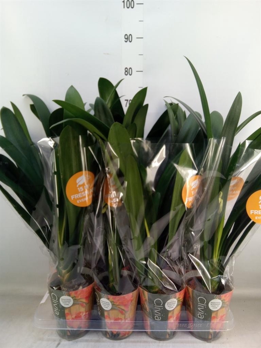 <h4>Clivia miniata</h4>