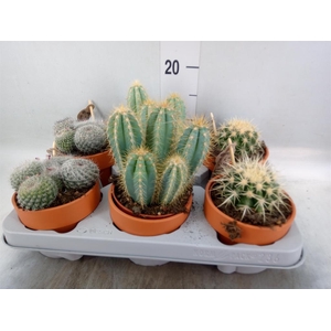 Cactus   ...mix