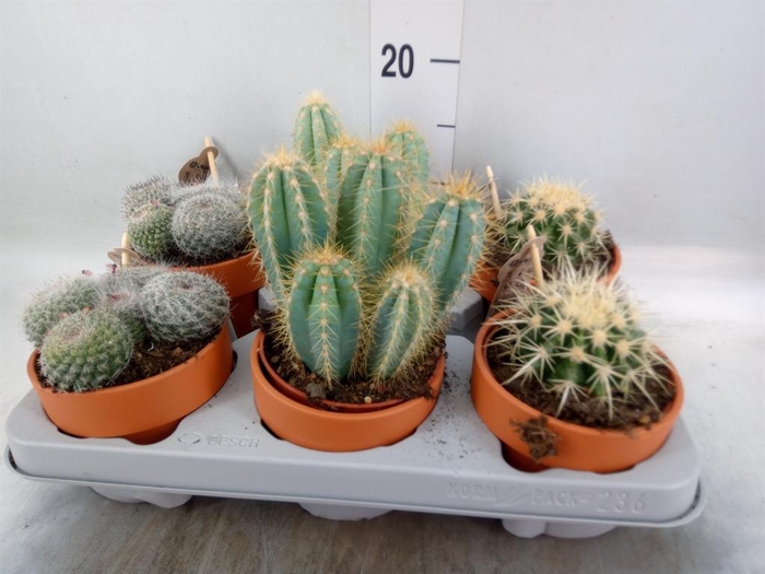 <h4>Cactus   ...mix</h4>