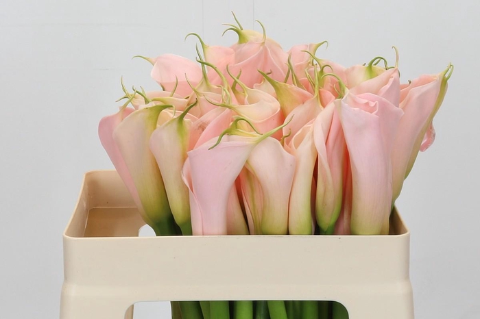 Zantedeschia Eydolls Salmon