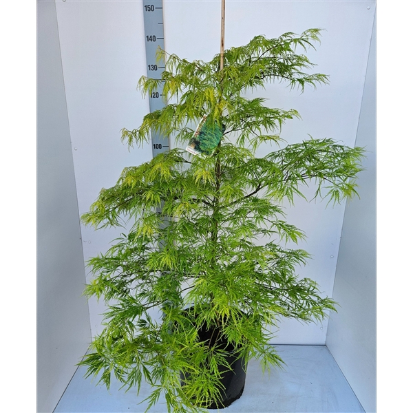 <h4>Acer palmatum 'Dissectum'</h4>