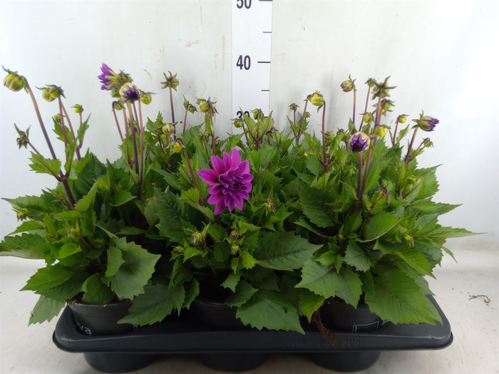 <h4>Dahlia  'Dahlinova Tempt Purple'</h4>