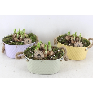 arr4 Narcis PL - Zink Ilse ovaal mix