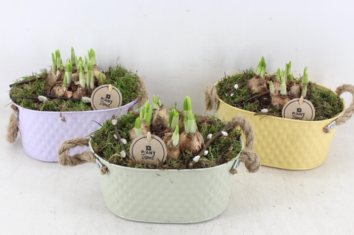 <h4>arr4 Narcis PL - Zink Ilse ovaal mix</h4>