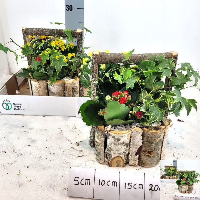<h4>ARR TUINPLANTEN</h4>