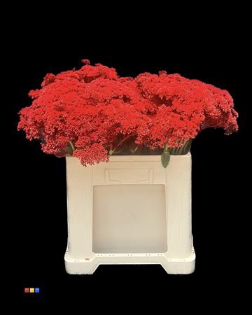 Sedum Red