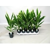 Cordyline New Conga 12 cm