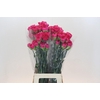 Dianthus St Bizet