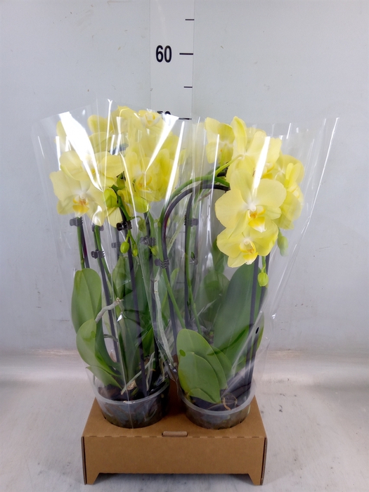 <h4>Phalaenopsis  'Elegant Cascade'</h4>