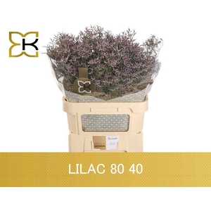 LIM SAF LILAC