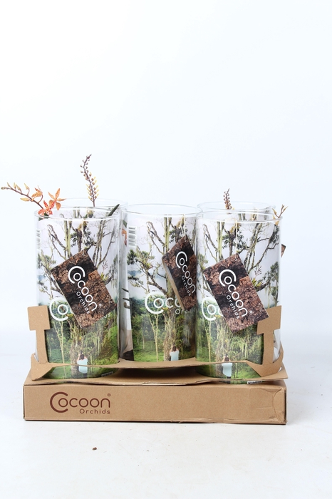 <h4>Cocoon Orchids</h4>