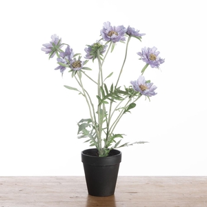 Af Scabiosa Pot H52cm Lavender