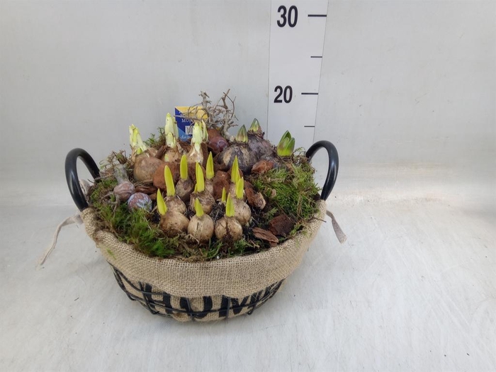 <h4>Arr.   Bol/Knolgewas H%</h4>