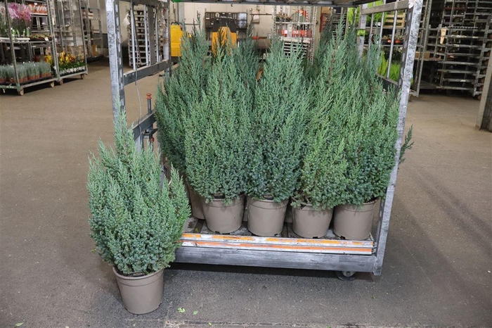 <h4>Juni Ch Stricta</h4>