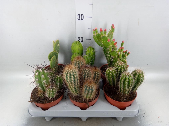 <h4>Cactus   ...mix</h4>