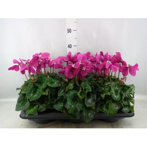 Cyclamen GR 'Fleur En Vogue'