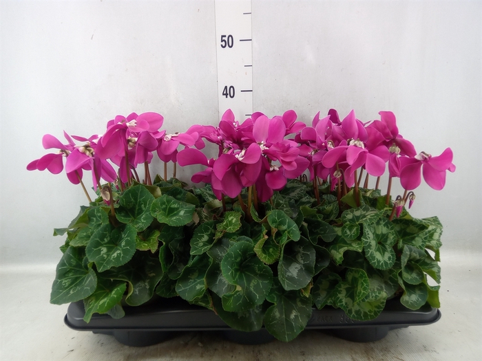 <h4>Cyclamen GR 'Fleur En Vogue'</h4>