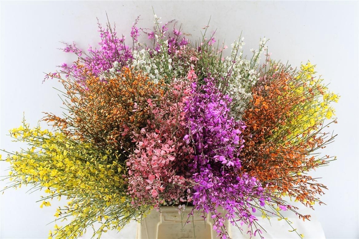 <h4>Ginster Mix 400 Gram</h4>