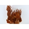 Dried Palm Spear 10pc Orange Bunch