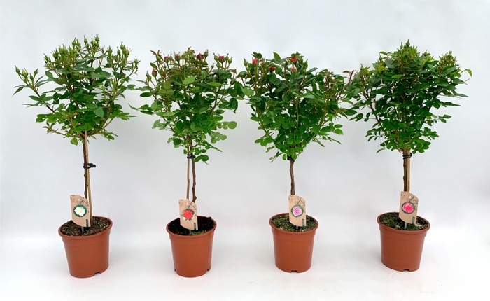 <h4>Roos op stam mixkar</h4>