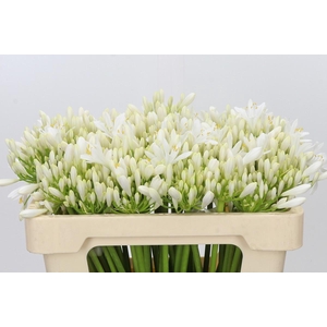Agapanthus EYFORI White
