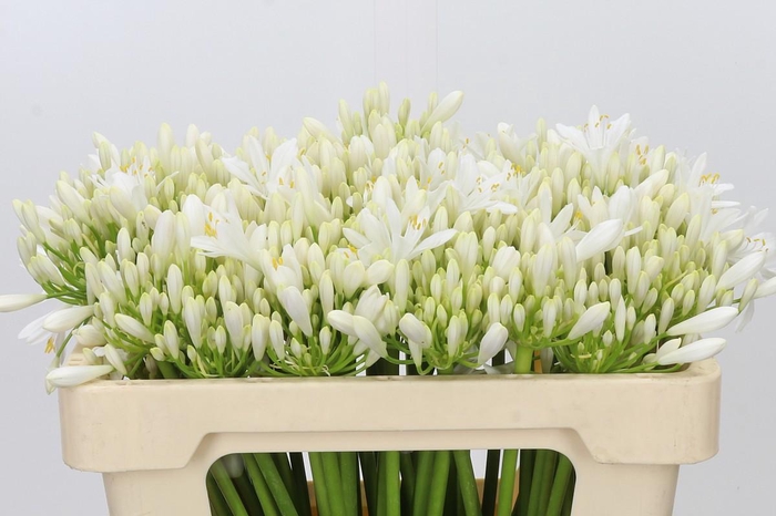 <h4>Agapanthus EYFORI White</h4>