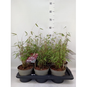 Fargesia  'Jiuzhaigou 1'