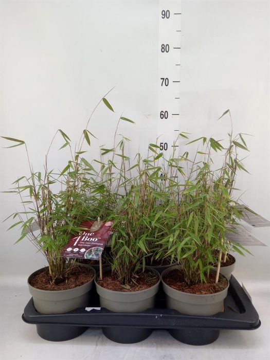 <h4>Fargesia 'Jiuzhaigou 1'</h4>