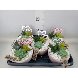 Arr.  Succulents L%