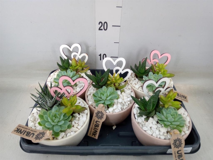 <h4>Arr. Succulents L%</h4>