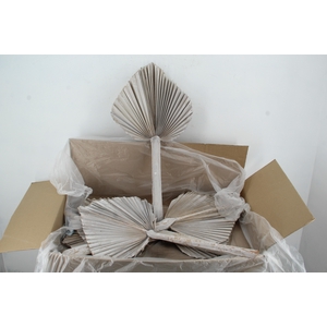 DF Palm Spear King Whitewash