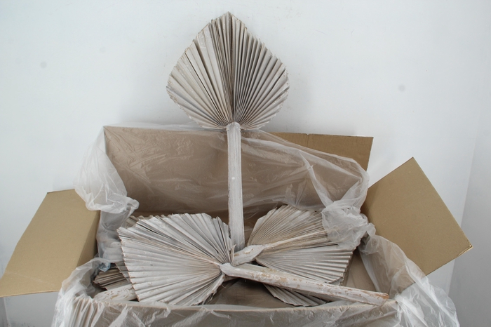 DF Palm Spear King Whitewash