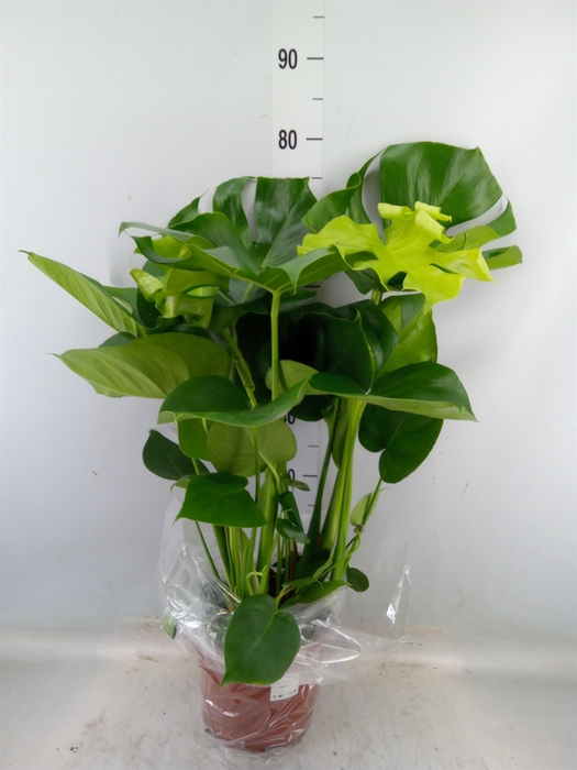 <h4>Monstera delic.</h4>