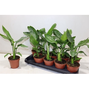 Strelitzia Reginae
