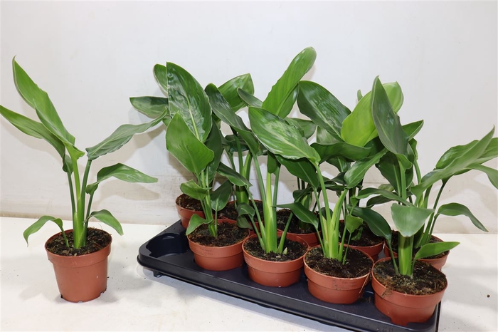 <h4>Strelitzia Reginae</h4>