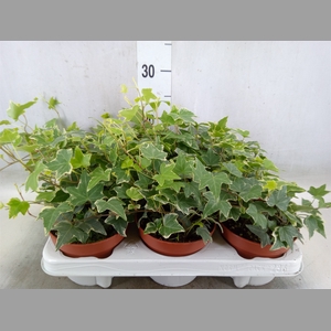 Hedera helix 'Eva'