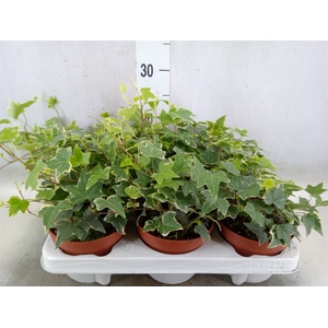 Hedera helix 'Eva'