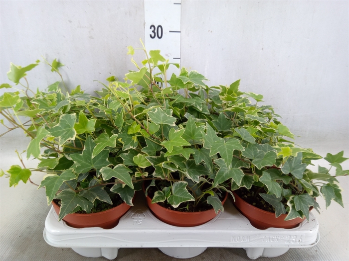 <h4>Hedera helix 'Eva'</h4>