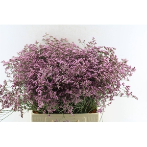 Lim Piuma Pink Touch