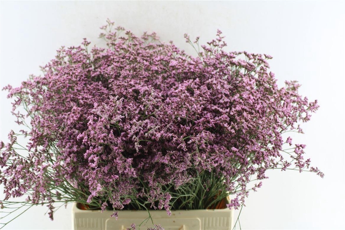 <h4>Lim Piuma Pink Touch</h4>