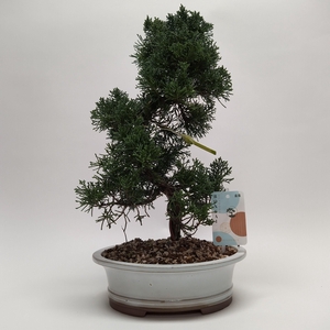 Juniperus Kishu S-shape Bonsai 22 cm (herkomst: Japan)