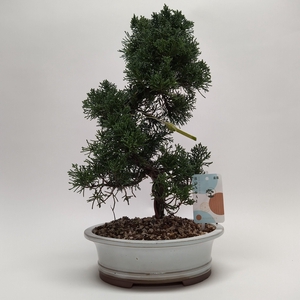 Juniperus Kishu S-shape Bonsai 22 cm (herkomst: Japan)