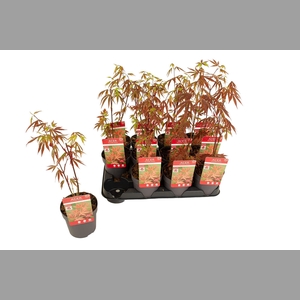 ACER PA ATROPURPUREU