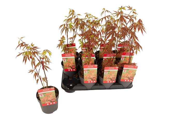 <h4>ACER PA ATROPURPUREU</h4>