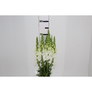 BOCA DE LEAO POTOMAC WHITE 070 CM