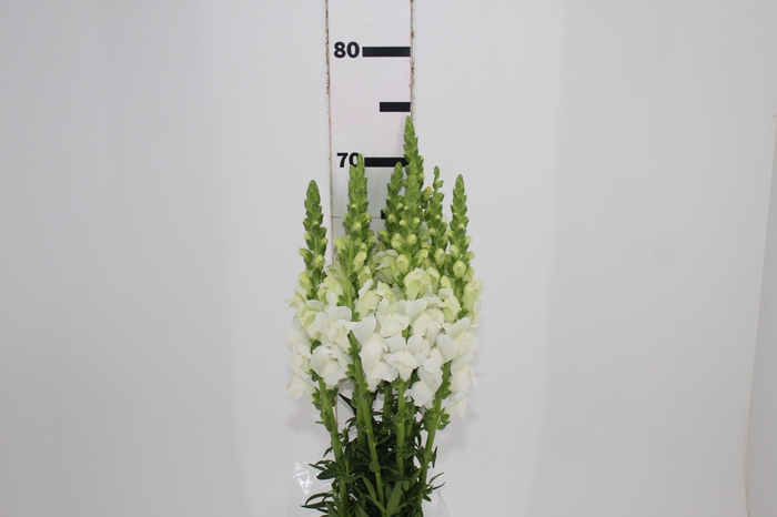 <h4>BOCA DE LEAO POTOMAC WHITE 070 CM</h4>
