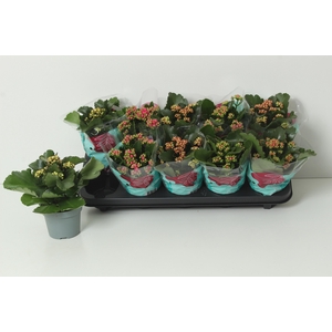 KAL GE PERF GEM 4 KL