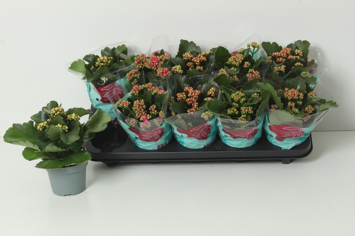 <h4>KAL GE PERF GEM 4 KL</h4>